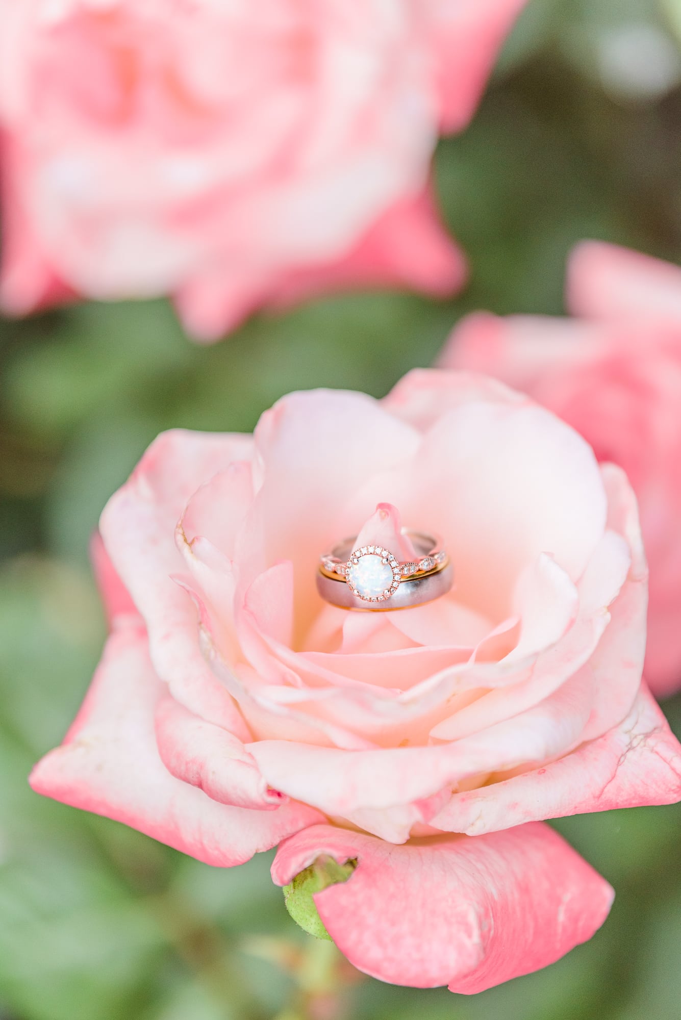 The perfect spring engagement photos with roses and engagement rings.