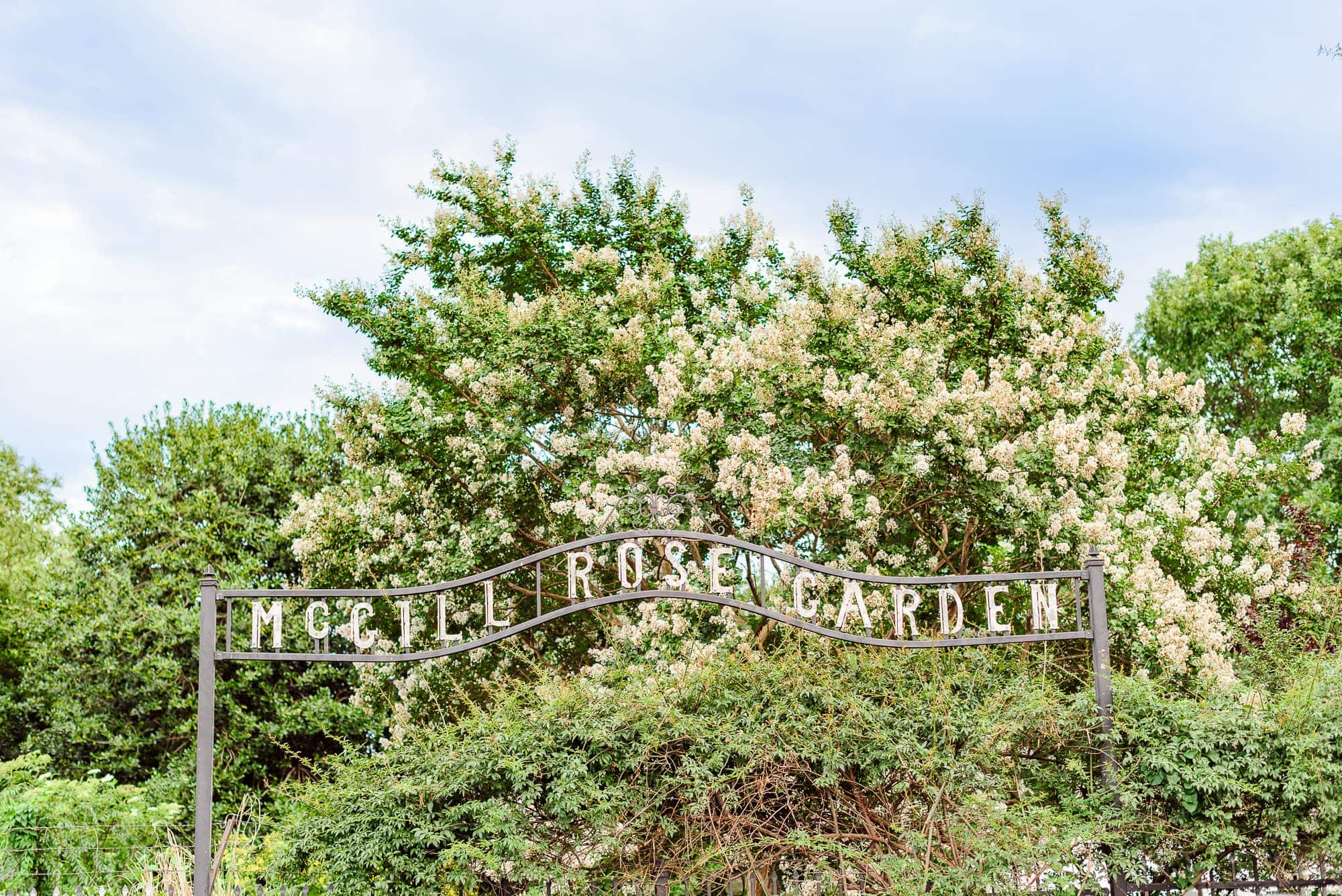 The sign at the entrance to the Charlotte rose garden reads McGill Rose Garden.