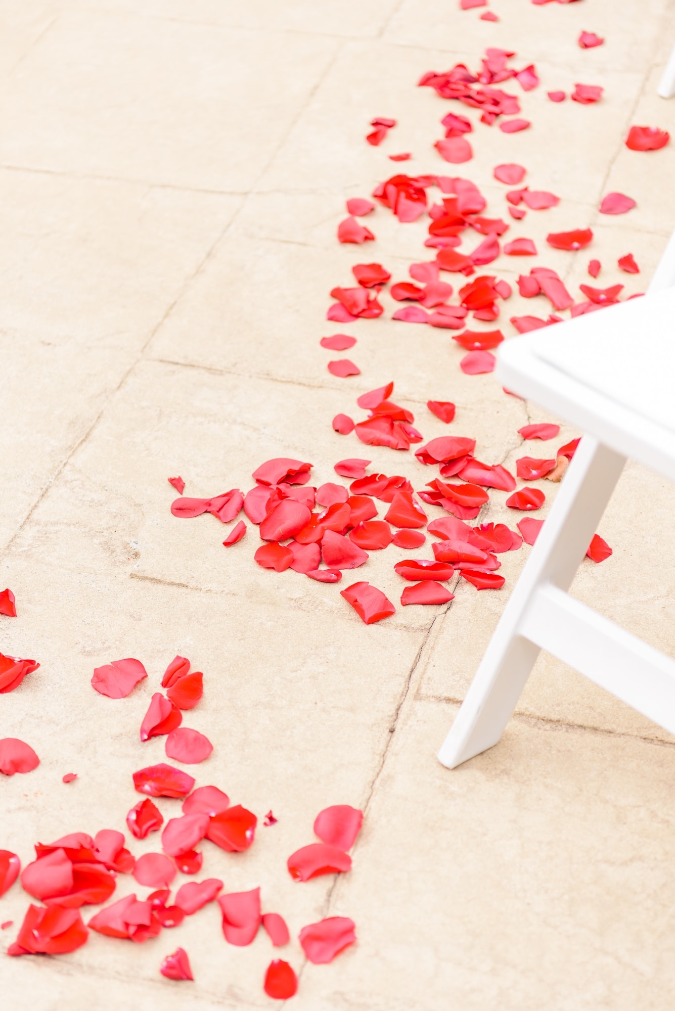 Rose petals adorn the aisle in the Charles Mack Citizen Center courtyard.