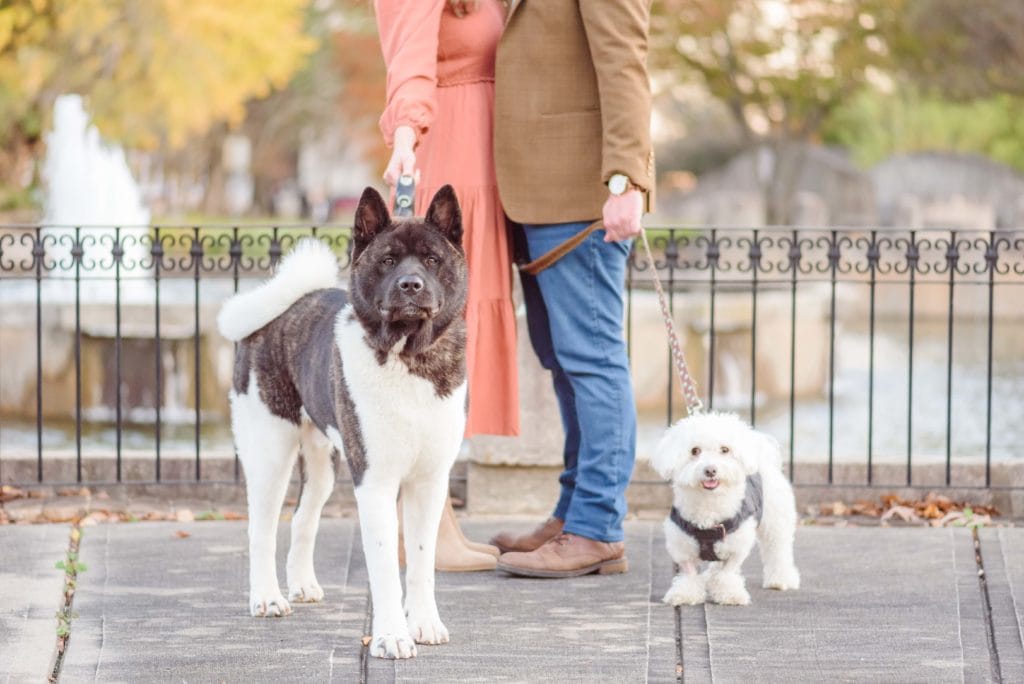 Marshall Park is the perfect setting for city engagement photos. These two dogs especially loved being welcomed here.